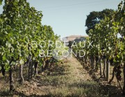 GIRONDE CASTILLON LA BATAILLE Vignobles à vendre